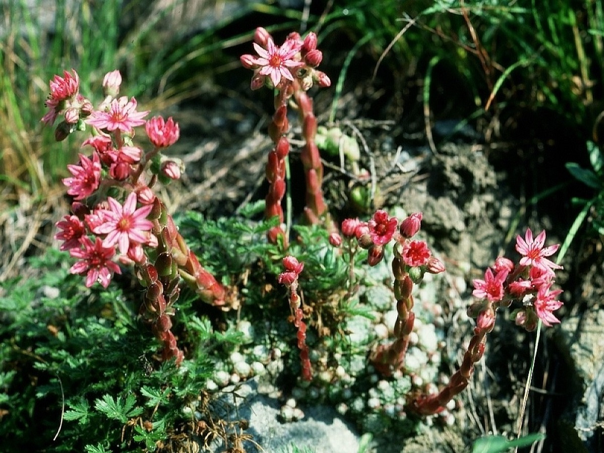 Sempervivum arachnoideum var. arachnoideum (Crassulaceae)